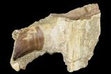 Fossil Mosasaur (Prognathodon) Jaw Section with Tooth - Morocco #174340-1